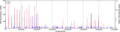 Post-translational changes in Phialophora verrucosa via lysine lactylation during prolonged presence in a patient with a CARD9-related immune disorder